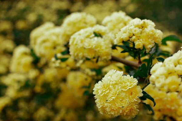 Żółte Miniaturowe Róże Świeże Pachnące Pąki Kwitnącym Krzewie Botanicznym Wiosennym — Zdjęcie stockowe