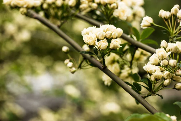 Yellow Miniature Roses Fresh Fragrant Buds Flowering Shrub Botanical Spring — Stock Photo, Image