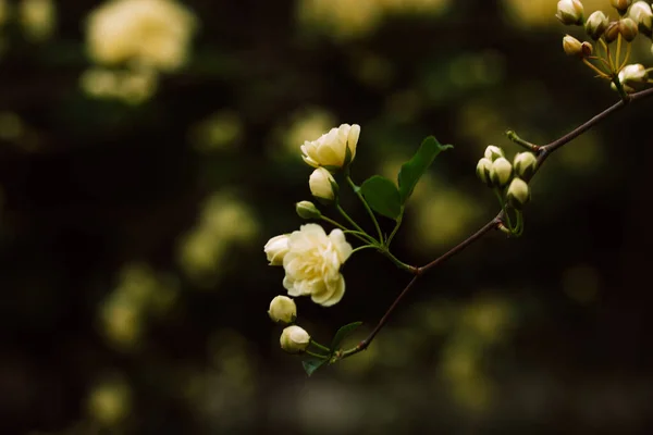 Жовті Білі Мініатюрні Троянди Свіжі Запашні Бутони Гілці Квітучого Чагарника — стокове фото