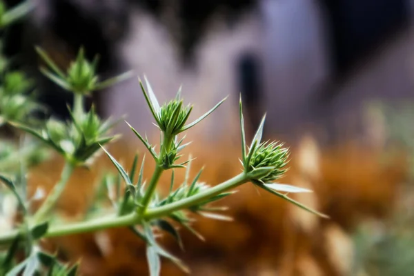 에리엔지움 식물의 일반적 이름은 Eryngo 가시가 페리온 Perennial 허브를 포함한다 — 스톡 사진