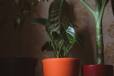 Potted houseplants on dark background. Orange red ceramic vases for growing flowers in a home garden. Green heart-shaped anthurium leaves. Love of nature, plants growing and care concept.