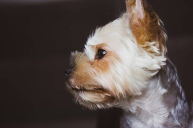 Yorkshire Teriyerinin yakın plan portresi. Şirin, küçük bir köpek, köpek yavrusu kıllı, kahverengi ağızlıklı, uzaktan yakından bakan. Köpek temalı duvar kağıdı, arka plan. Evcil hayvan, sevimli makro fotoğraf.