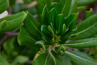 A background of oval green leaves. Shrub with green foliage with hazy glow effect. Vegetation, nature, ecology concept. Nature reserve, park, garden in detail. Perennial plants. Madder bedstraw family