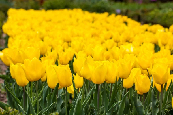 Beaucoup Tulipes Jaune Vif Poussent Dans Parterre Champ Jardin Verger — Photo