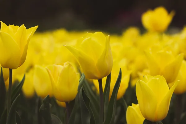 春天里 在花坛 果园中生长着大量的艳丽的黄色郁金香 春天在户外开花 — 图库照片
