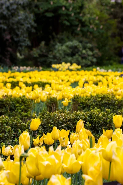 Beaucoup Tulipes Jaune Vif Poussent Dans Parterre Champ Jardin Verger — Photo