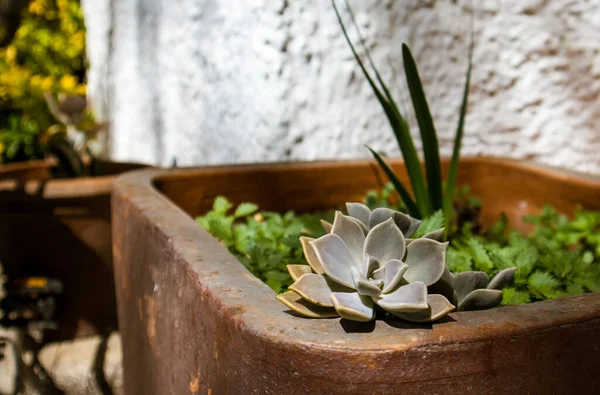 Echeveria succulent, botanik bahçesindeki taş kahverengi saksıda yetişiyor. Graptopetalum paraguayense o sedum weinbergii in meyve bahçesinde. Bitkiler büyüyor, çiçekçilik yapılıyor. Sulu bitkiler evlerinin yakınında yetişir..