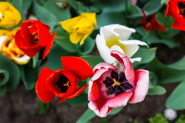 Los Tulipanes Perfumados Multicolores Las Flores Rojas Amarillas Rosadas Crecen —  Fotos de Stock