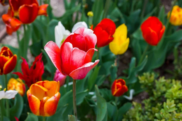 Beberapa Berwarna Tulip Harum Merah Kuning Bunga Merah Muda Tumbuh — Stok Foto