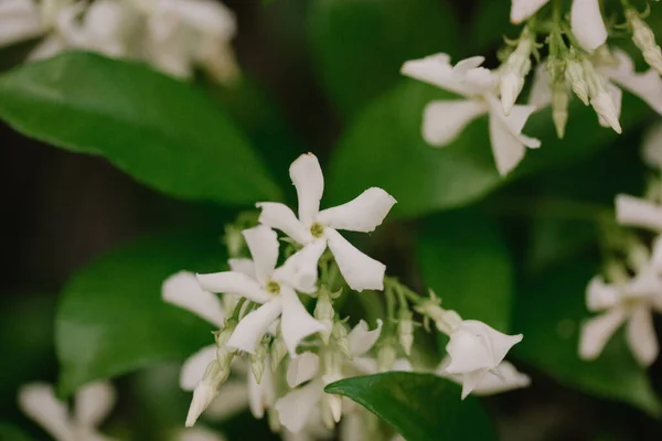 Jasminum Sambac Shrub Produces Charming Little Star Shaped White Blooms — Stock Photo, Image