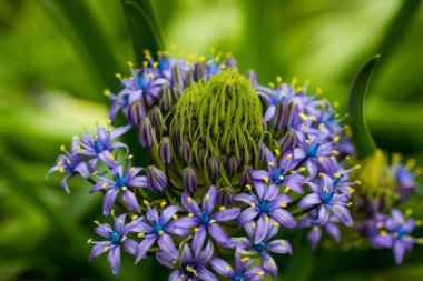 Portekiz Squill Güzel Peru zambağı (scilla peruviana) bahar bahçesinde yeşil doğal arka planda açan mor soğanlı çiçek. Makro çiçekler. Çiçekli kartpostal. Botanik Bahçeciliği
