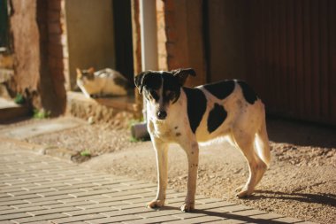 Yalnız, talihsiz, beyaz benekli bir köpek yavrusu bir şehir caddesinde duruyor. Yardım, hayvan kurtarma, barınak. Arka planda bir sokak kedisi. Açık havada küçük şirin bir köpek. Şehirde terk edilmiş evsiz hayvanlar..