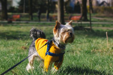 Baharda ya da sonbahar bahçesinde yeşil çimlerde yürüyen sevimli bir köpek türü. Sıcak turuncu kazaklı köpek yavrusu. Evcil hayvanlar için kıyafetler. Köpek çiftleşmesi. Evcil hayvan.