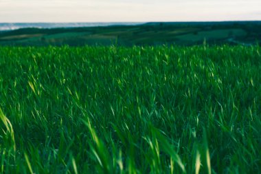 Buğdaylı yeşil tohumlu bir tarla ya da diğer yenilebilir bitkilerle. Çiftçilik, tarlalarda mahsul yetiştirme, tarlalar, çayırlar. Doğal bir manzara. Rüzgardaki uzun yeşil çimenler. Taze bitkiler büyüyor. 