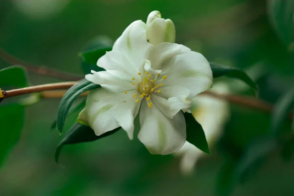 Beleza Flor Branca Fundo Verde Arbustos Jasmim Florescentes Com Pétalas — Fotografia de Stock