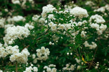 Beyaz minyatür güller, botanik baharı bahçesindeki çiçek açan bir çalılıkta taze kokulu tomurcuklar, yazın park. Güzel bir çiçek tebrik kartı. Ağaç dalında güller, yeşil arka planda dallar..
