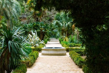 Düz yol, yemyeşil ormanlara, taze yeşil bitkilere palmiye dallarına, çalılara tropikal bahçelere kadar uzanıyor. İspanya Madrid Kraliyet Botanik Bahçesi 'nde egzotik doğa.