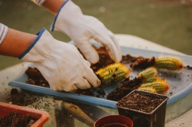 Bahçıvan, beyaz dikenli eldivenli çiftçi bahçe serasında çalışıyor Pilosocereus pachycladus kaktüsünü yeniden ekiyor. Küçük yeşil kaktüsler, bahçecilik, çiçekçilik. Küçük çiçek işi.