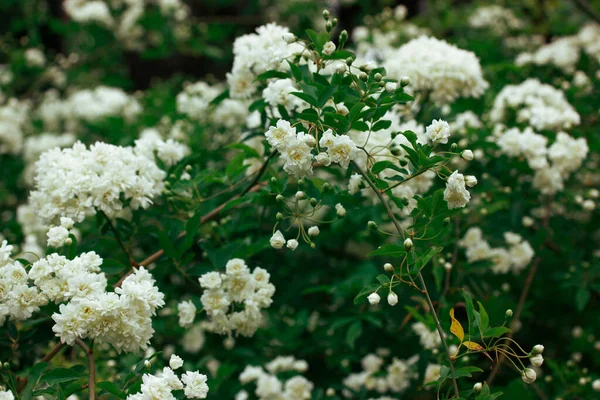 White Miniature Roses Fresh Fragrant Buds Flowering Shrub Botanical Spring — Stock Photo, Image