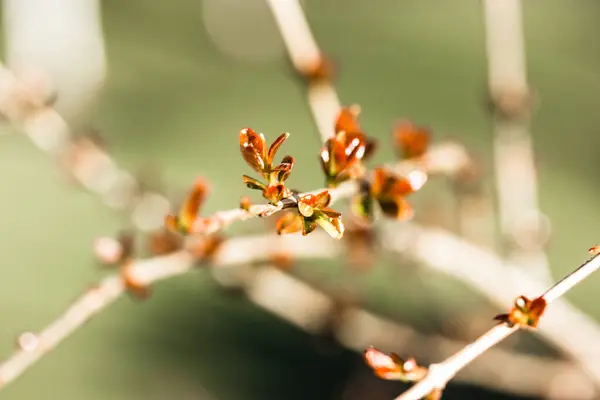 Egy Fiatal Ága Zöld Piros Friss Levelekkel Rügyek Fákon Tavasszal — Stock Fotó