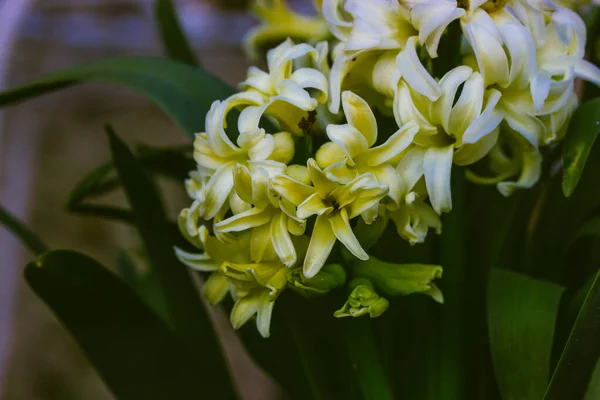 Bahar Bahçesindeki Yeşil Yaprakların Arasında Çiçek Açmış Beyaz Doğulu Sümbül — Stok fotoğraf