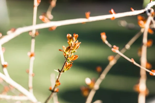 Ramo Uma Árvore Jovem Com Folhas Verdes Vermelhas Frescas Botões — Fotografia de Stock