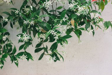 Jasminum sambac çalısı yıldız şeklinde beyaz çiçekler üretir. Bahar bahçesindeki yeşil yapraklar arasında son derece güzel kokulu küçük çiçekler. Sampaguita Yasemin veya Arap Yasemin çiçeği.