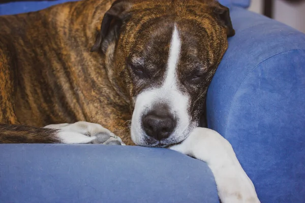 German Brown White Boxer Lying Blue Couch Medium Sized Breed — Stock Photo, Image