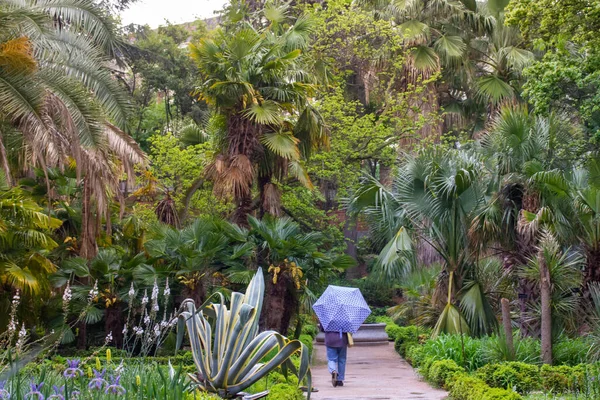 Una Persona Con Paraguas Azul Real Jardín Botánico Madrid Viajando —  Fotos de Stock