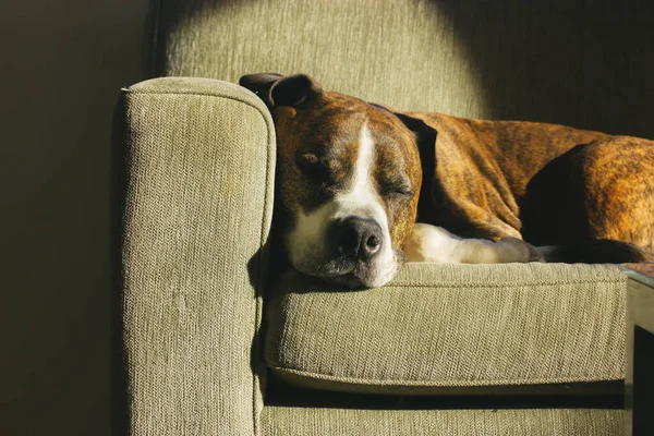 Cão Boxer Marrom Alemão Deitado Dormindo Com Conforto Sofá Raça — Fotografia de Stock