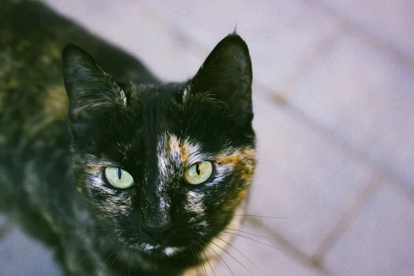 Tricolor Black Red Cat Green Eyes Walks Street Portrait Beautiful — Stock Photo, Image