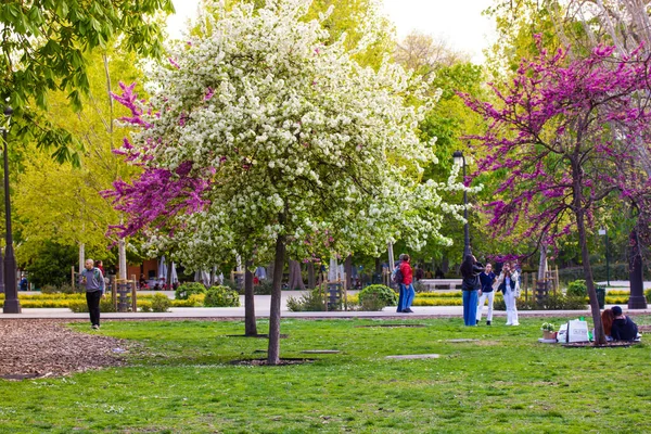 Retiro Park Madrid Spanien April 2023 Blommande Träd Med Syrener — Stockfoto