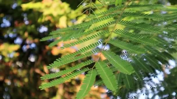 Mimosa Hijau Daun Pada Angin Latar Belakang Alami Tumbuhan Semak — Stok Video