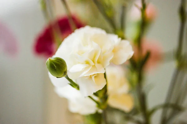 Pequeños Claveles Blancos Rosados Brillantes Flores Brotes Fondo Decoración Floral — Foto de Stock