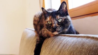 Evcil bir kaplumbağa kedi portresi. Evdeki bir kanepede yatıyor. Bir evcil hayvan pencereden içeri bakıyor. Üç renkli koyu kahverengi kedi, yeşil gözlü ve ciddi ağızlıklı. Güzel bir kedi rüya görüyor