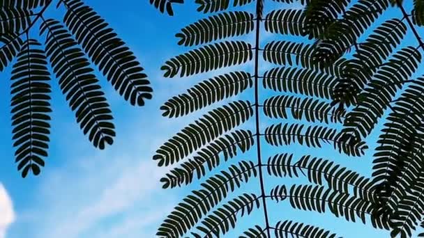 緑のミモザは青い空に向かって出発する 公園内の木の低木植物の自然背景 夏に庭 風に葉の枝の小枝で抽象的な背景 ガムアラビア語の木 — ストック動画