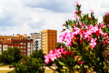 Modern bir apartman dairesi pembe çiçekli çiçek açan bir çalılığın arkasında görülebilir. Burası bir cennet. Çok güzel ve rahat bir mahalle. Yatırım, ev satın alma, gayrimenkul. İspanya, Madrid.