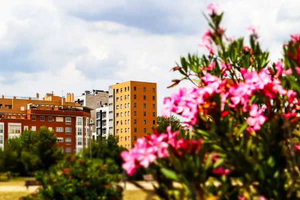 Nowoczesny Budynek Apartamentowy Można Zobaczyć Kwitnącym Krzewem Różowymi Kwiatami Raj — Zdjęcie stockowe