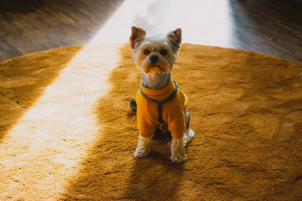 A cute little funny groomed Yorkshire Terrier dog sits on an orange rug in a middle of a sunny room. Funny puppy doggy in a sweatshirt. Pet at home. Clever lapdog, true friend is looking on the right.
