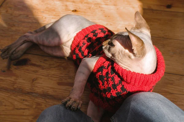 Canadian Sphynx cat is lying on wooden floor dressed in red knit sweater, fashion cardigan, places a paw on mistress\'s lap. Home pet with a lovable owner. Cute kitty in clothing for domestic animals.