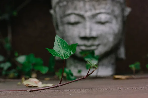 Cara Cabeza Estatua Piedra Gris Buda Como Símbolo Armonía Religión —  Fotos de Stock