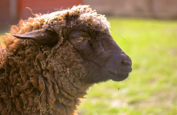 ホームファームパドックのペンで面白い巻き茶色の羊のプロフィールで肖像画 悲しい羊は晴れた日に屋外で放牧されています 動物飼育 牛の飼育 農業の概念 — ストック写真