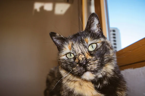 Portré Egy Házi Teknős Macskáról Aki Otthon Fekszik Kanapén Egy — Stock Fotó