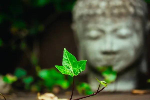 Grå Sten Staty Huvud Ansikte Buddha Som Symbol För Harmoni — Stockfoto