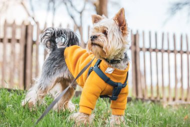 Parkta, sonbahar bahçesinde çimlerin üzerinde yürüyen sevimli tüylü bir köpek Yorkshire Terrier cinsi. Turuncu kazaklı köpek yavrusu, tam kare. Evcil köpek için giysiler dışarıda evcil hayvan yetiştirir.