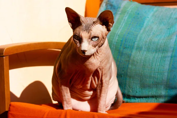Canadian sphynx cat with big ears is sitting on orange cushion chair looking straight. Thick well-fed sphinx cat, pet. Naked hairless domestic animal indoors is warming on a sun. Overweight cats.