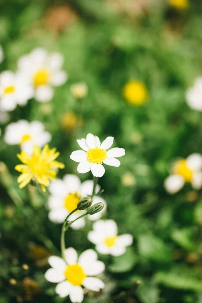 White field daisies in a green meadow among tall grass vertical background. Flower meadow. Cultivation of medical daisies for the production of cosmetics, tea production. Plants, herbs in summer park.