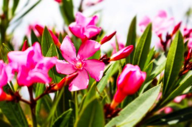 Güzel pembe çiçekli Nerium Oleander yaz bahçesinde çiçek açmış. Adenyum boehmianum. Zehirli tropikaller ve bahçede filizlenen Şefkatli Yıllıklar. Beş yapraklı Makro Doğa Çiçekleri. 