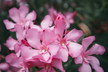 Güzel pembe çiçekli Nerium Oleander yaz bahçesinde çiçek açmış. Adenyum boehmianum. Zehirli tropikaller ve bahçede filizlenen Şefkatli Yıllıklar. Beş yapraklı Makro Doğa Çiçekleri. 