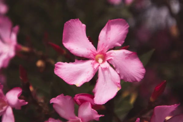 Hermosa Flor Rosa Nerium Oleander Plena Floración Sobre Fondo Oscuro —  Fotos de Stock